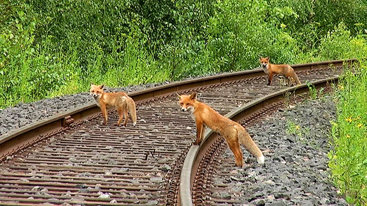 Tre rävar som korsar tågrälset. 