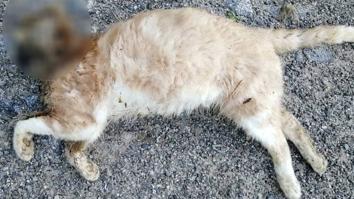 eläinrääkätyksi joutunut kissa kuolleena