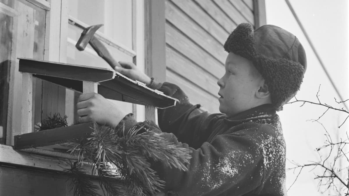 Mustavalkokuva pojasta naulaamassa lintulautaa ikkunalle. Pikkuveli kurkistelee kiinnostuneena. 