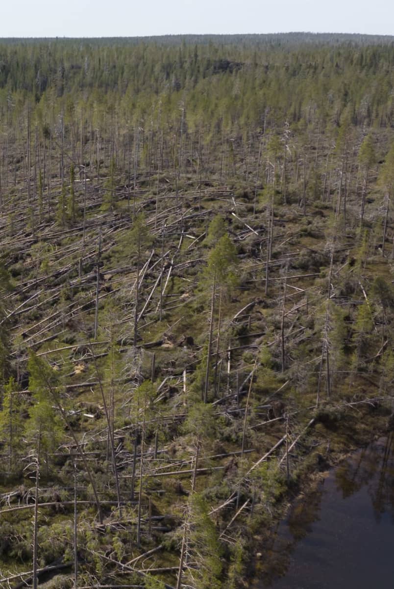 Kaatuneita puita Taivalkosken Kylmäluomalla.