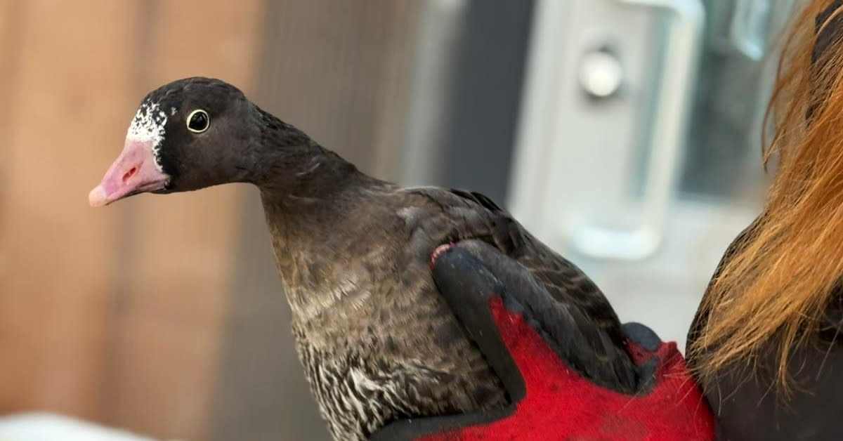 Ähtärin eläinpuistosta siirrettiin ensimmäiset eläimet Korkeasaareen