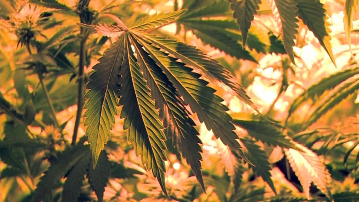 Kannabiskukka, ohjelmasta A-Studio (2011)