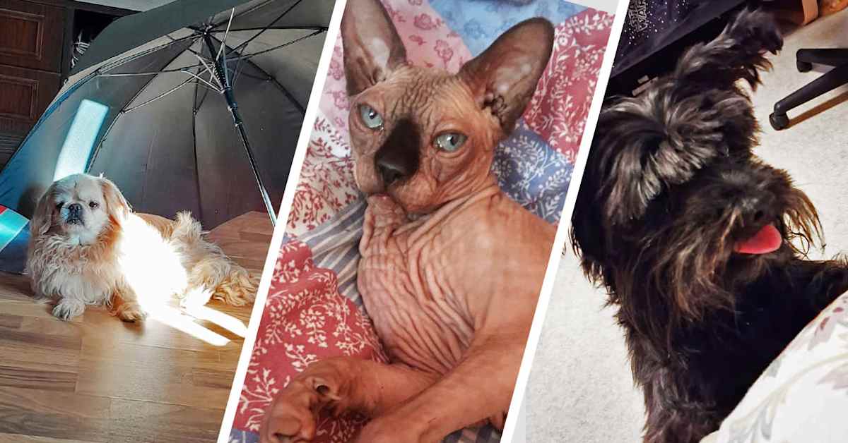 ”He sanoivat laittavansa vain tipan” – ukrainalaisten lemmikkejä on lopetettu Suomessa vastoin omistajan tahtoa