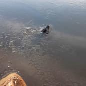 Kuutti ui merivedessä.