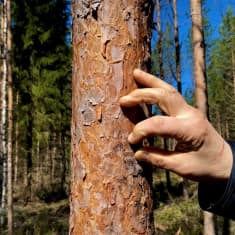Metsäluomun tuotteistamiseen liittyy vielä paljon haasteita, kertoo Kauhavan yhteismetsän hoitokunnan sihteeri Arto Valkama