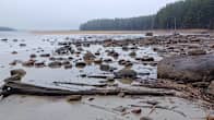 Järven vedenpinta on laskenut matalalle ja paljastanut rantakivikon ja heinikon pitkältä matkalta. Sää on harmaa ja sateinen.