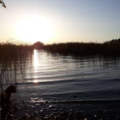 Koira seisoo järven rannalla vasten auringonsiltaa.