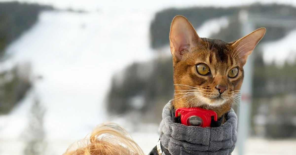 Sankarikissa Altti esti tulipalon – se on ”lempeä ja fiksu”