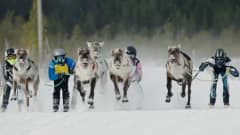 Porot juoksevat täysillä lumisella radalla, perässä hiihtää ihmisiä