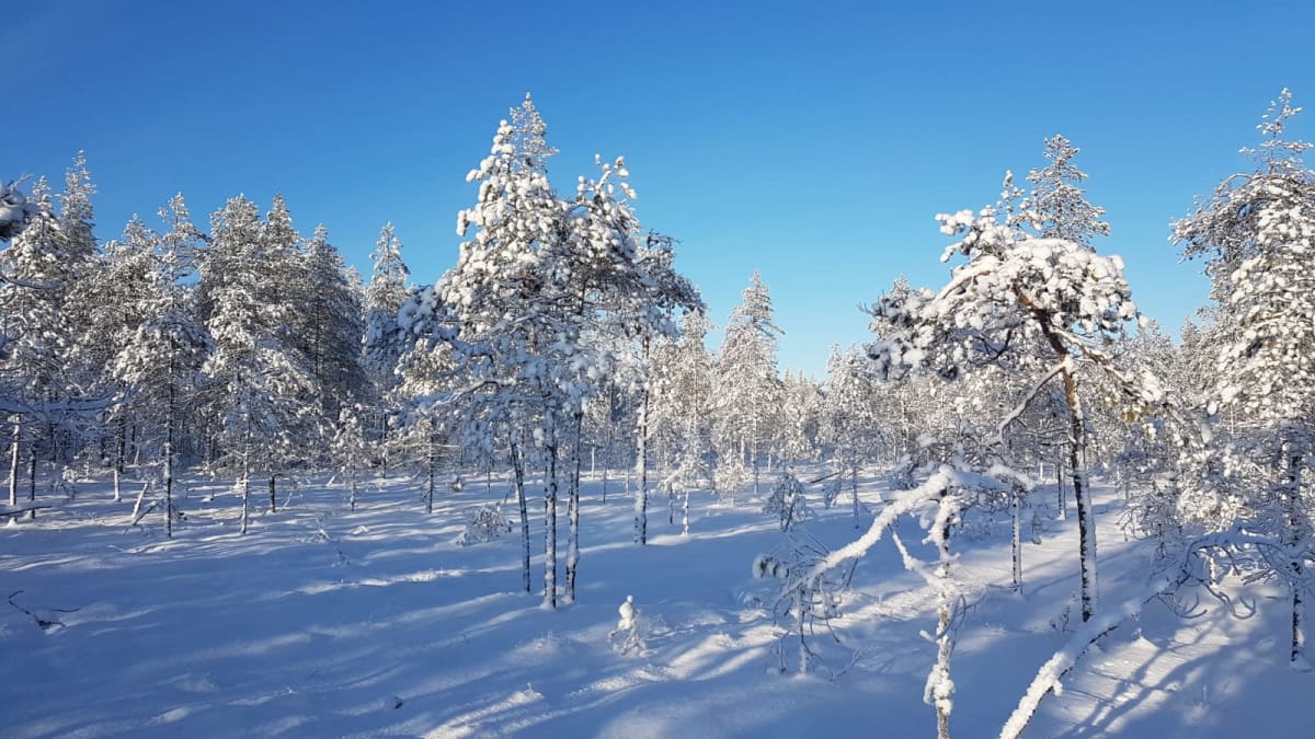 Lumisia puita suoksi ennallistettavassa metsässä.