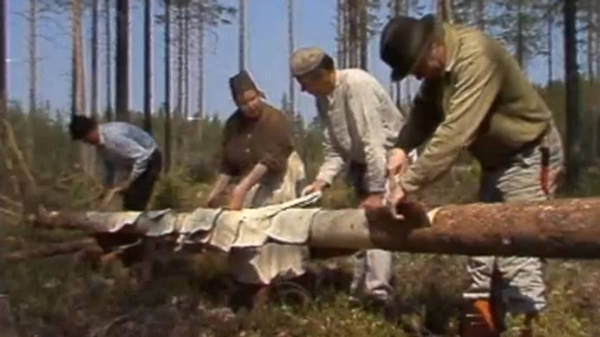 Jaakko Kolmonne pettumetsällä.