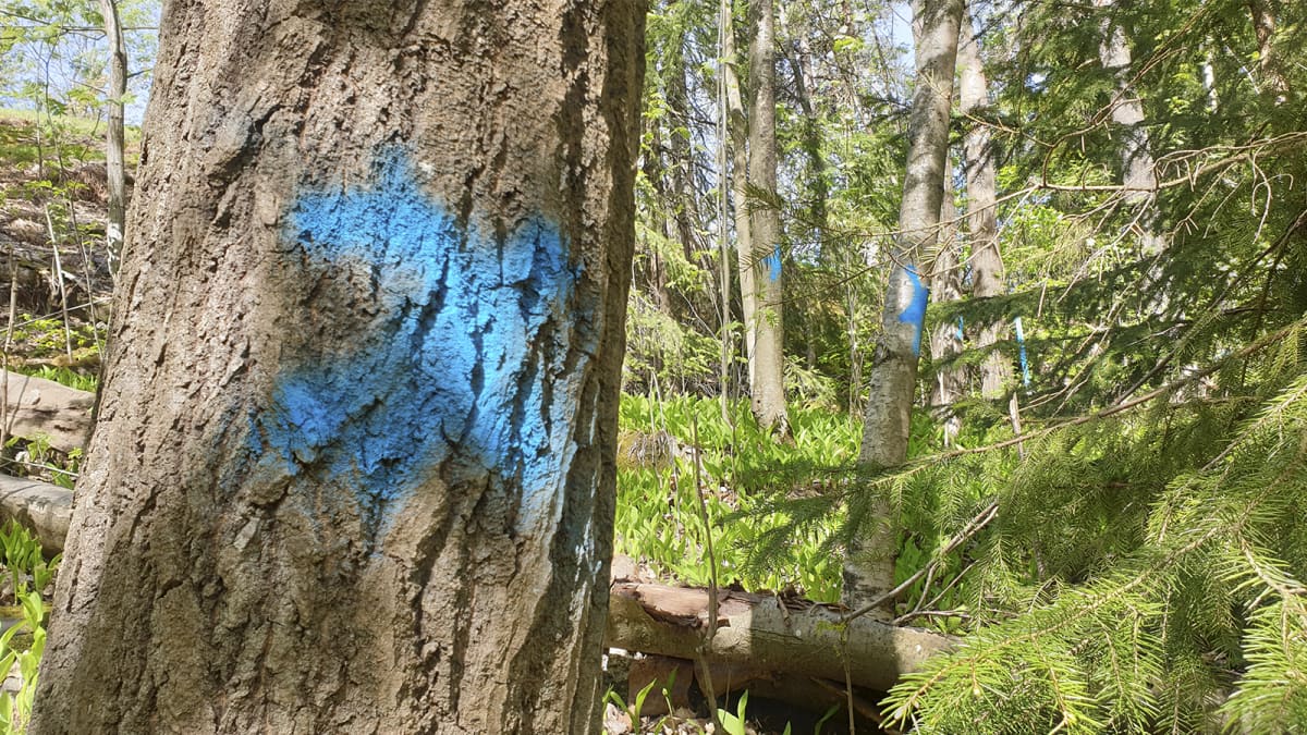 Patterimäen puistossa on moneen puuhun maalattu sininen rasti poistamisen merkiksi.