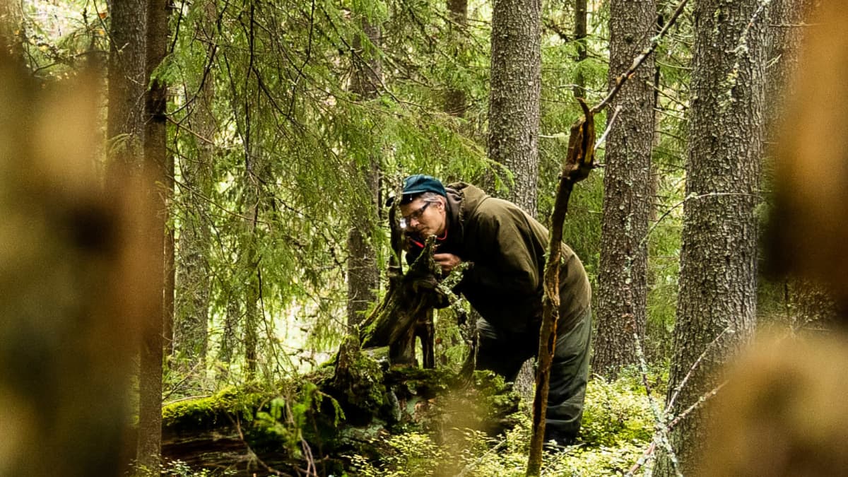 Biologi Risto Sulkava tekee tutkimustyötä metsässä