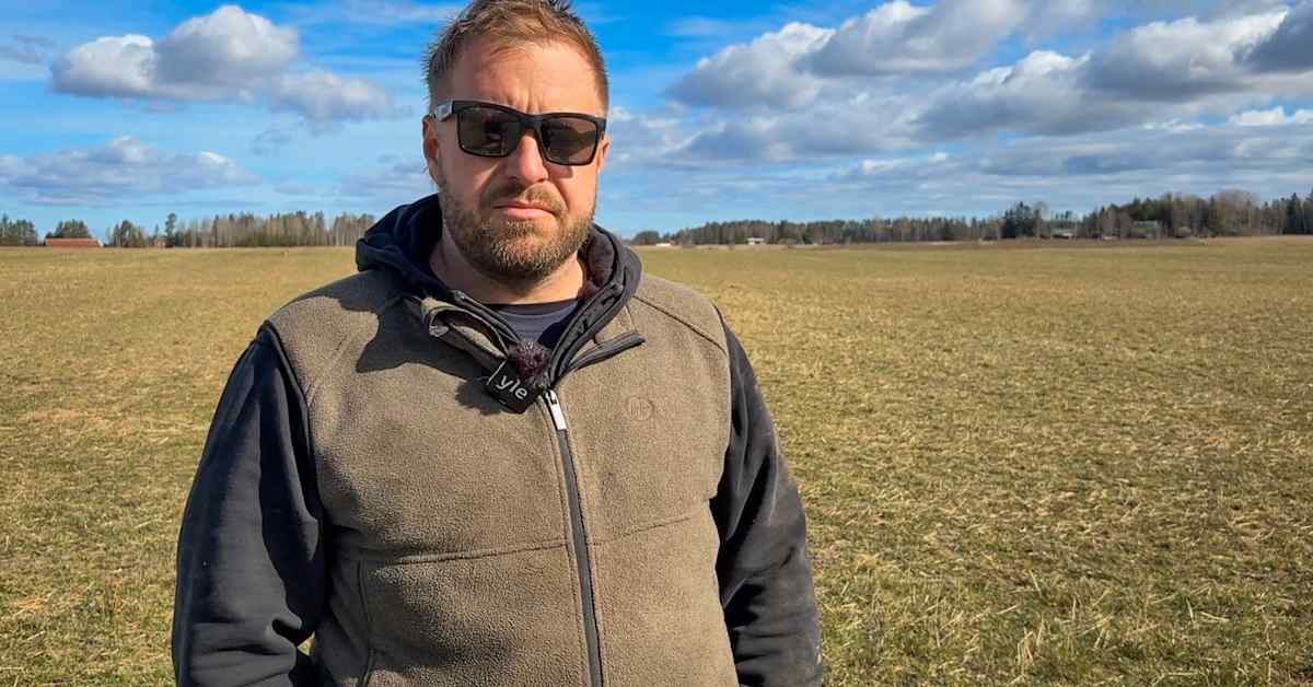 Viljelijälle satojen tuhansien vahingot hanhista Orimattilassa – lakiesitys lintujen ampumisesta kuumentaa tunteita