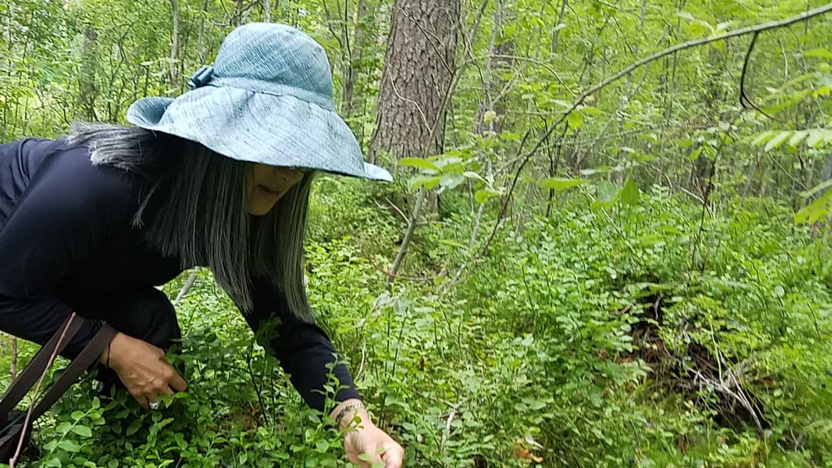 Nainen poimii kyyristyneenä mustikoita metsässä.