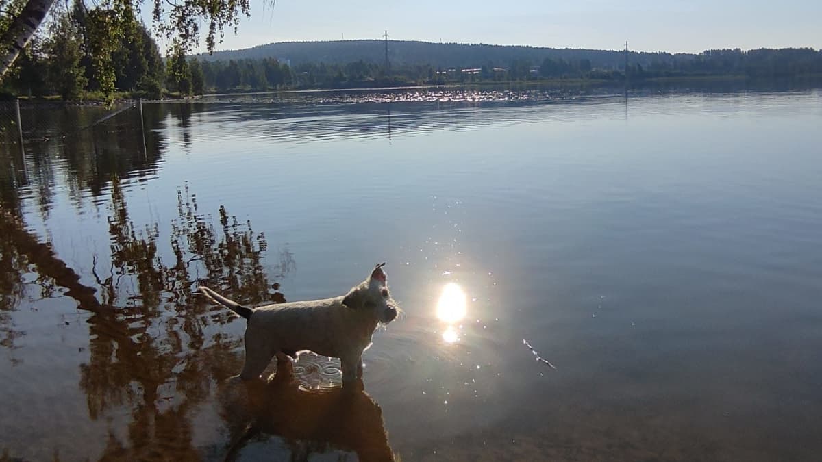 Pieni valkoinen koira katsoo kameraan ja seisoo rantavedessä, johon heijastuu aurinko.