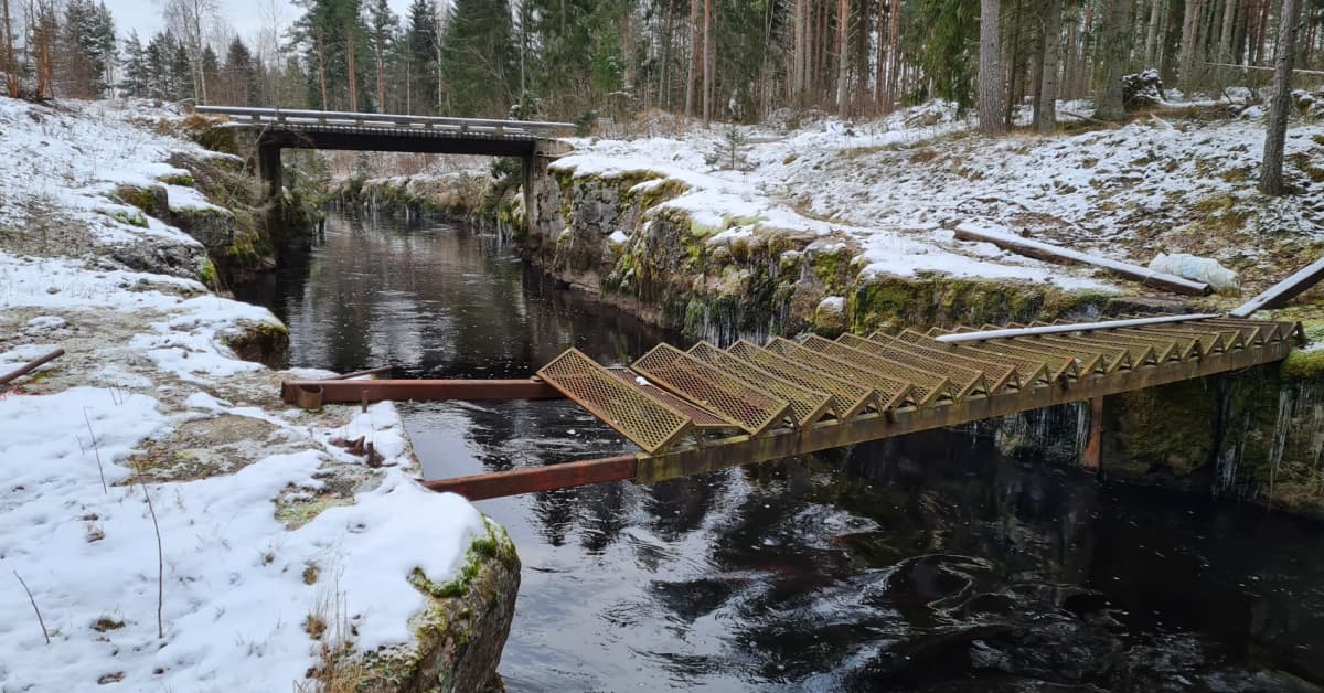 Poliisin mukaan vuonna 2012 kadonneen Minna Suomisen ruumis paloiteltiin ja hävitettiin – 35-vuotias nainen kiistää tappaneensa Suomisen