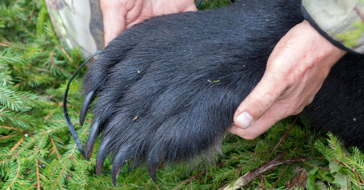 Court cancels bear hunting permits