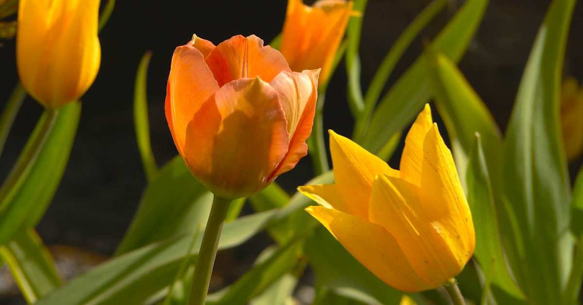 Katso tästä värikäs kevätfestivaali: Tulppaanit kurkottavat aurinkoon Sussexin kukkapelloilla