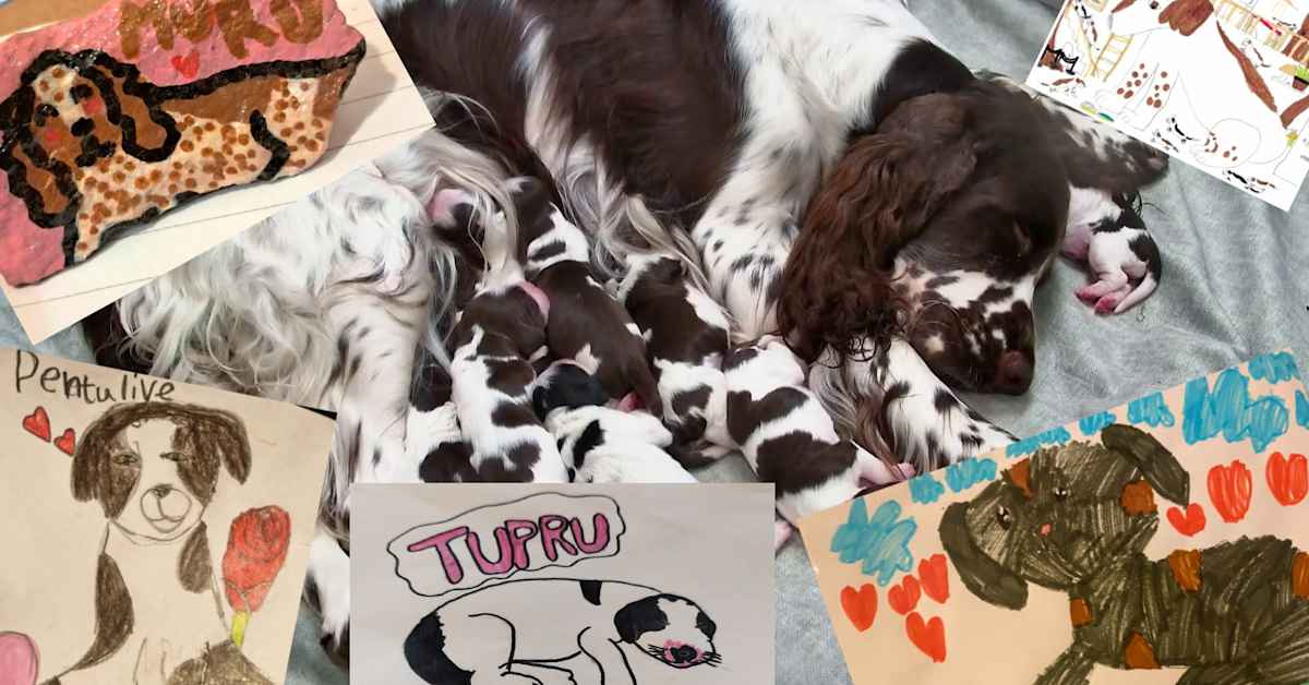 Pentulive on innoittanut yleisön piirtämään, kirjoittamaan ja kuvaamaan – katso luomuksia