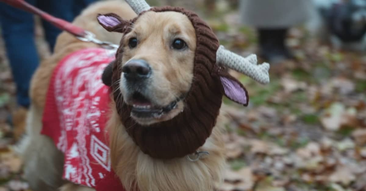 Rescue Dogs Delight in London Christmas Shirt Parade