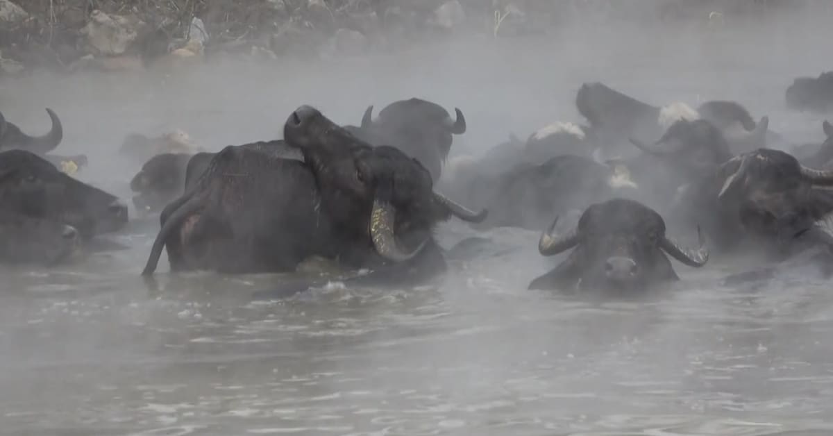 Dramaattinen näky: Vesipuhveleiden lauma höyryävän kuumassa lähteessä keskellä talvea