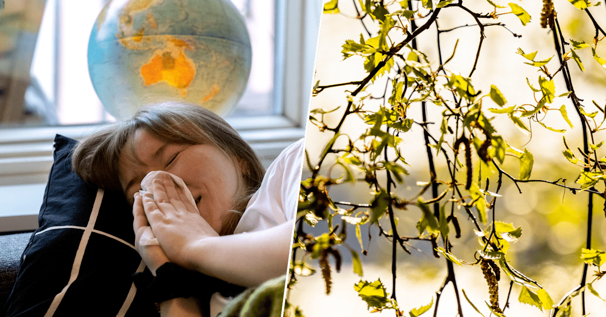 Koivuallergikoille hyviä uutisia: Kukinta on jäämässä ennätyksellisen vähäiseksi