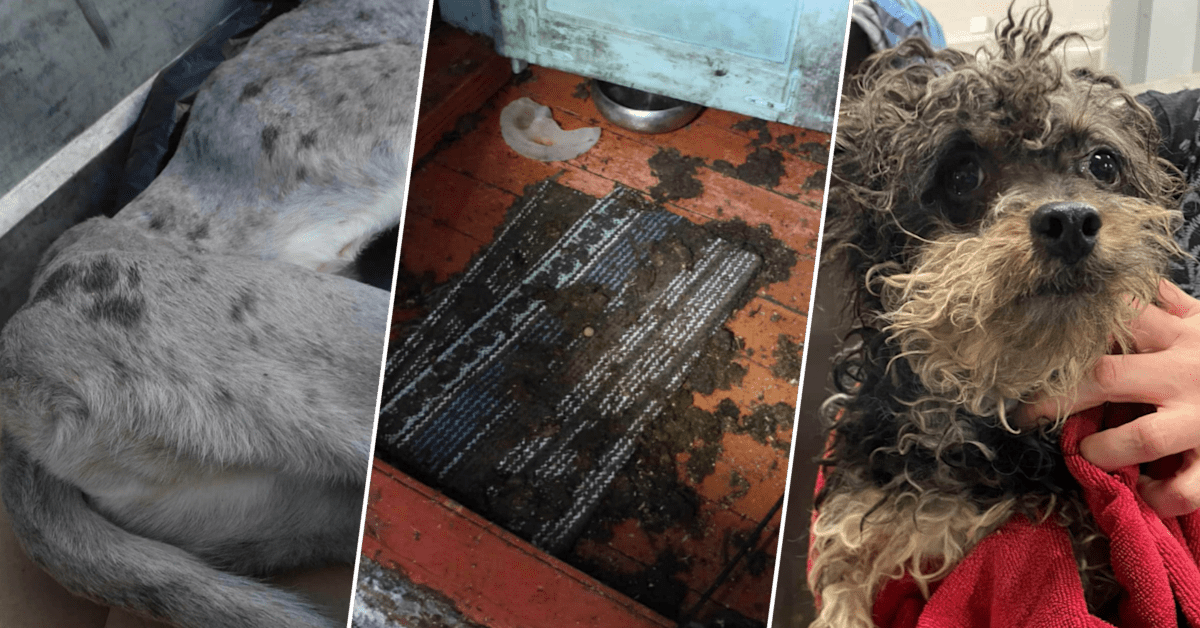 Nälkää, mätiviä haavoja ja ripulia – Yle selvitti Pohjois-Karjalasta löytyneiden koirien elinolot