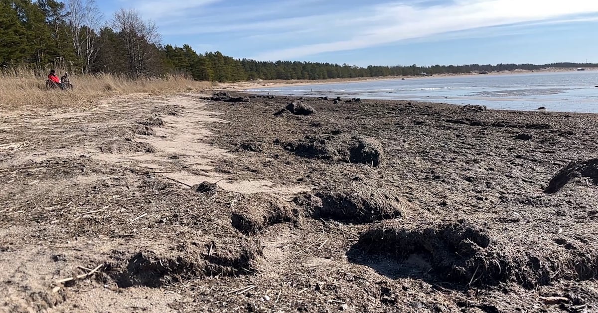 Taistelu levähirvitystä vastaan jatkuu Yyterissä – rehevöityminen uhkaa ainutlaatuisten dyynien olemassaoloa