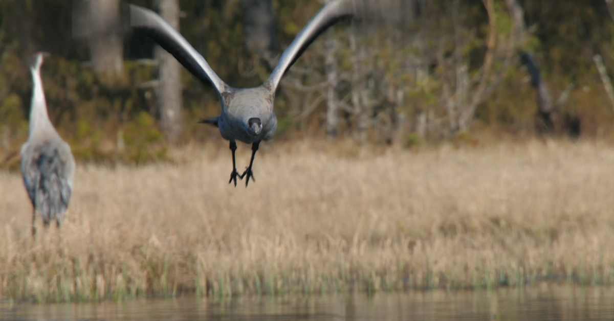 Luontokuvaaja Atte Henriksson todisti ainutlaatuisen hetken, kun ilves ja kurjet kohtasivat – katso video