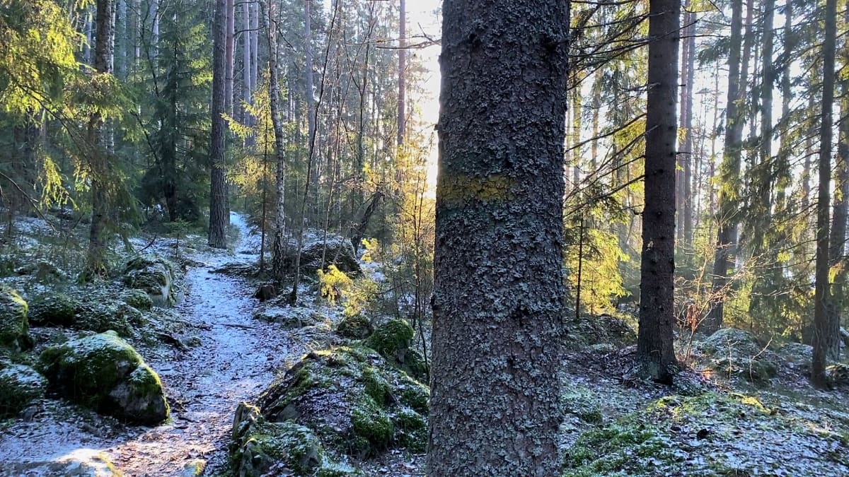 Polku on saanut talvisessa metsässä ohuen lumipeitteen.