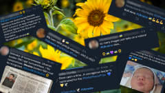 Keltaisia auringonkukkia lähikuvassa, kukkakuvan päälle on liitetty Twitter-viestejä Ukrainan sodasta. Viesteissä näkyy auringonkukka, Ukrainan lippu ja rauhankyyhky emojeita.