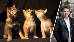 Kaksiosainen kuva. Vasemmalla kolme Pentulivessä nähtävän shiba inu -emo Möpsön edellisen pentueen poikasta. Oikealla toimittaja Antti Kurra.