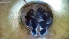 Viisi tummahöyhenistä linnunpoikaa linnunpöntön sisällä, välissä kuoriutumaton muna.