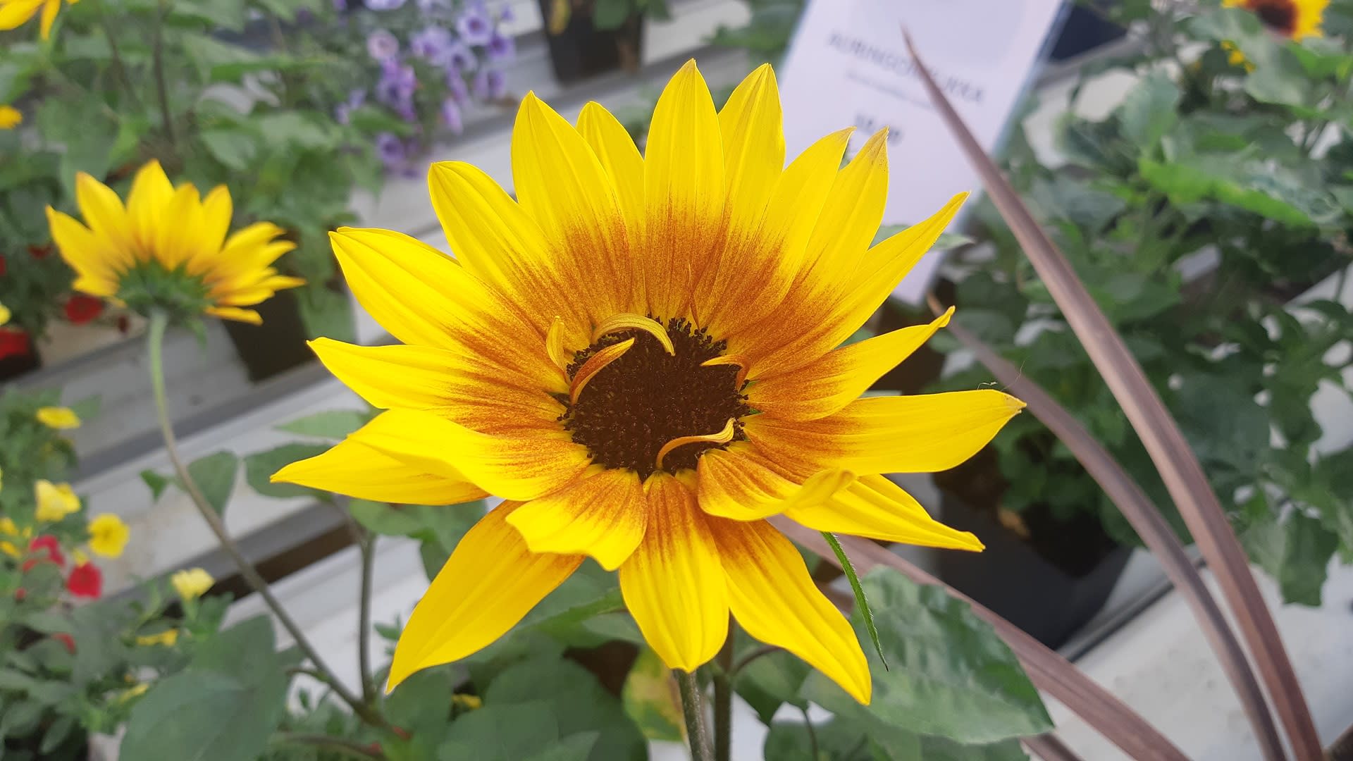 Keltaisen sävyissä hehkuvan auringonkukan uusi lajike on aiempaa selvästi pienempi ja siihen tulee paljon kukkia.