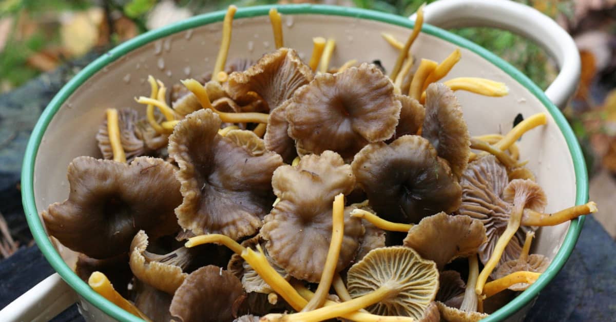 Watchdog Wild mushrooms OK to eat despite lingering Chernobyl