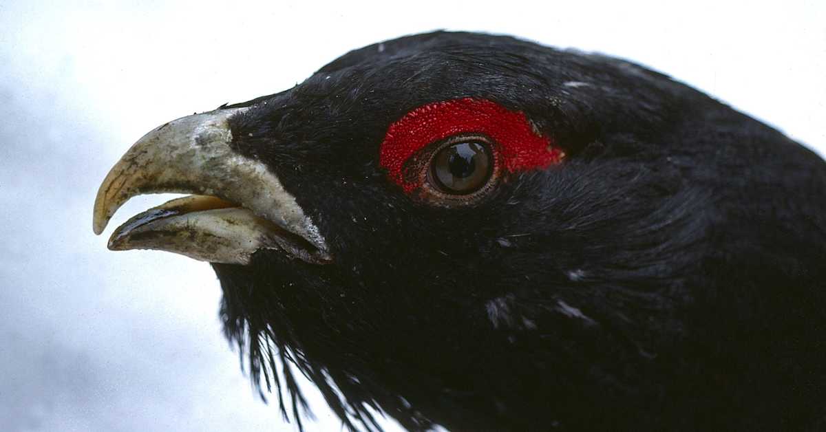 Ärhäkkä ukkometso säikyttelee hiihtäjiä Ylläksellä – aikainen kevät saa lintujen hormonit jylläämään