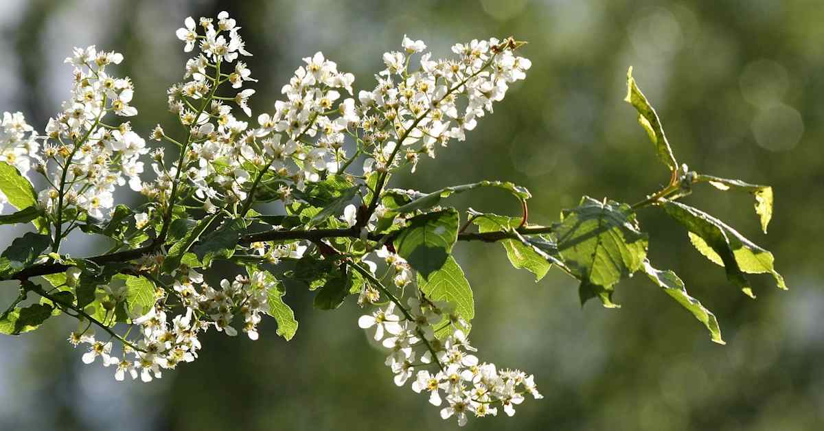 tuomi-oppiminen-yle