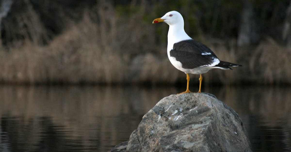 Borgås egen silltrut är på väg mot Afrika | Östnyland | Svenska Yle