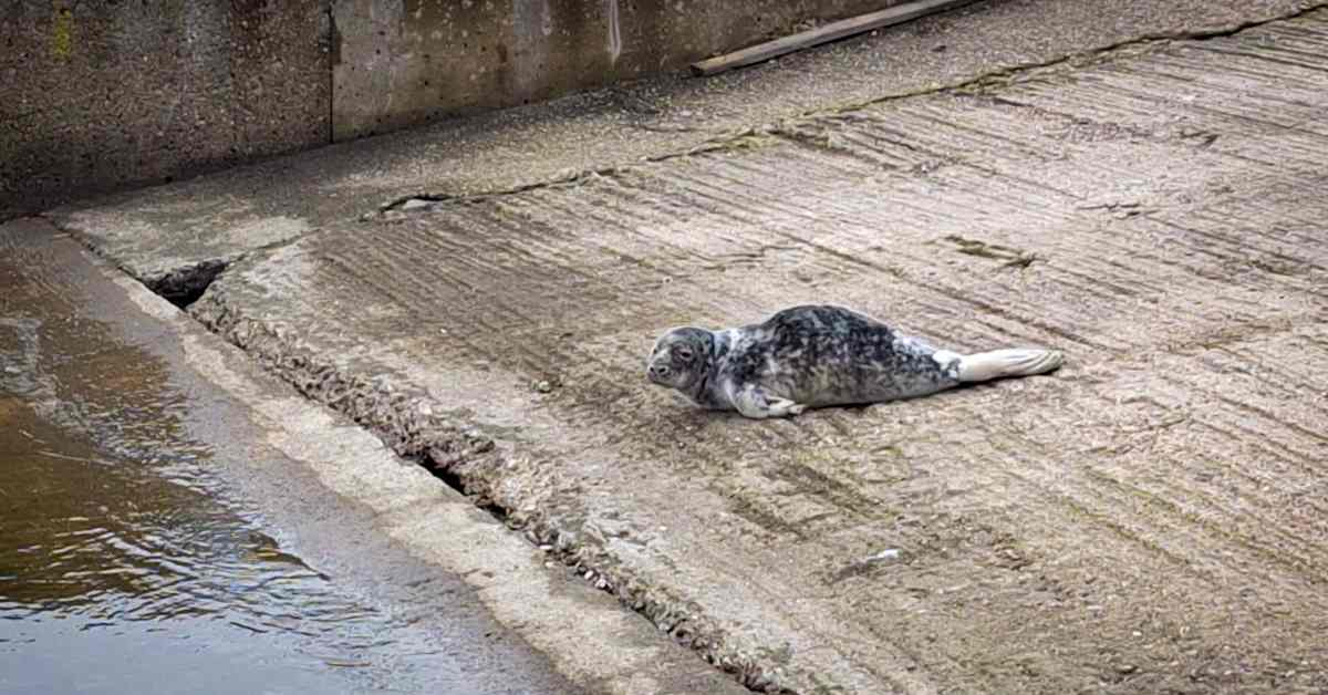 Pieni kuutti rantautui Lauttasaaren pursiseuralle Helsingissä: veneilijät väistivät