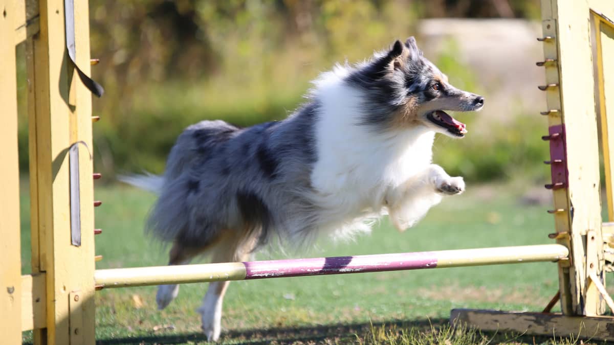 Rhianna -koira agility treeneissä.