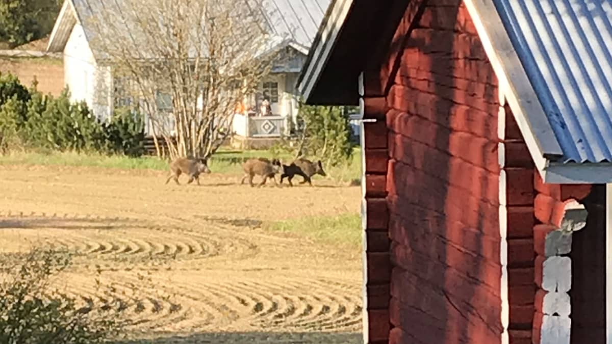 Villisikoja pellolla Hanhijärvellä.