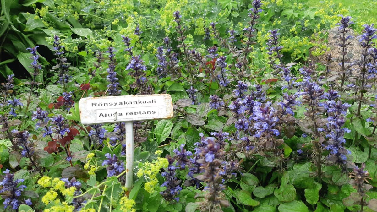 Rönsyakankaali kukkii heinäkuussa. 