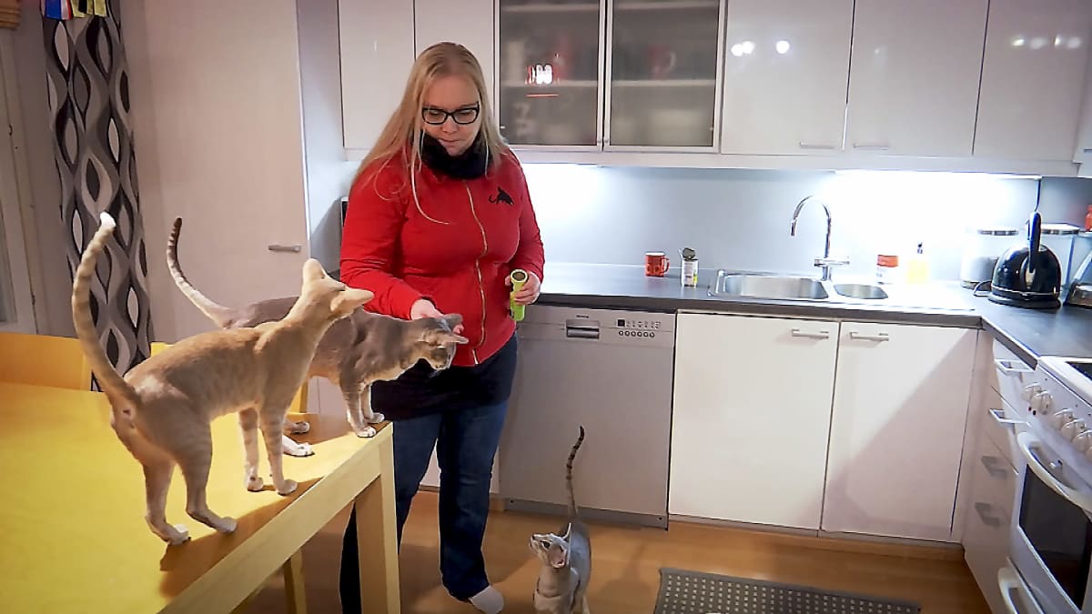 Nainen syöttää kissoja keittiössä.