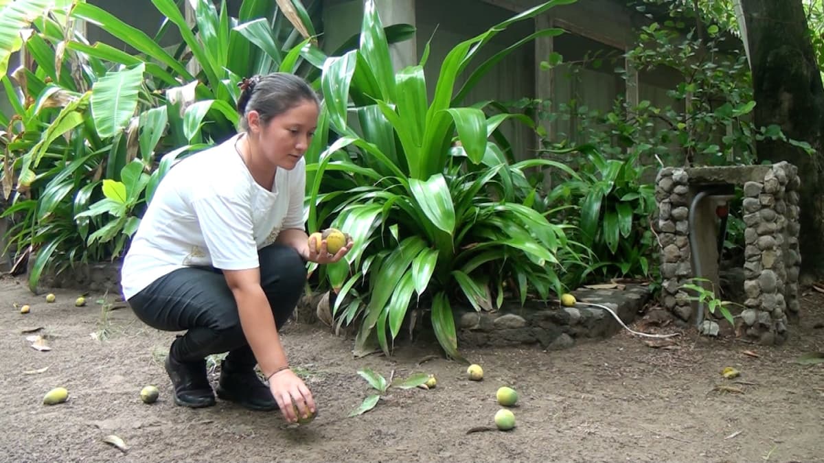 Natalia Guzmán poimii mangoja maasta. 