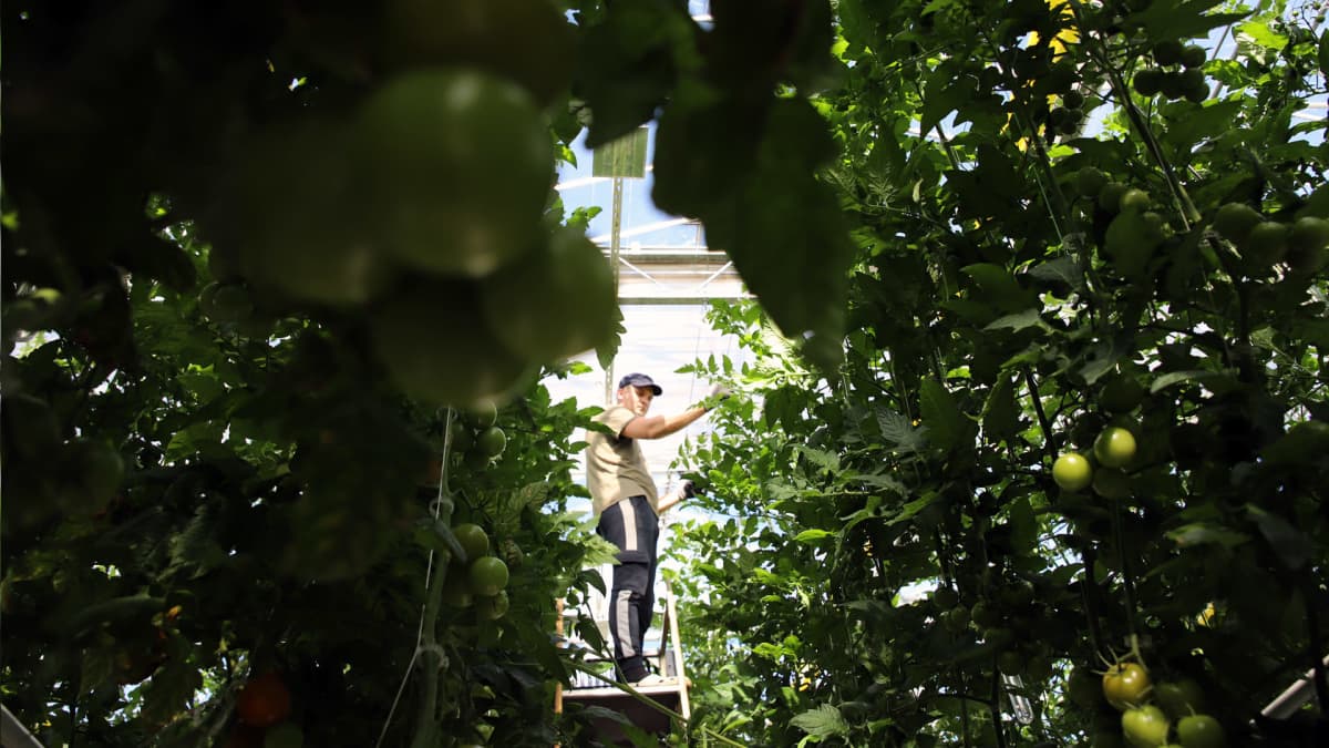 Kasvihuoneen työntekijä Pavlo Cherneha käsittelee tomaatteja