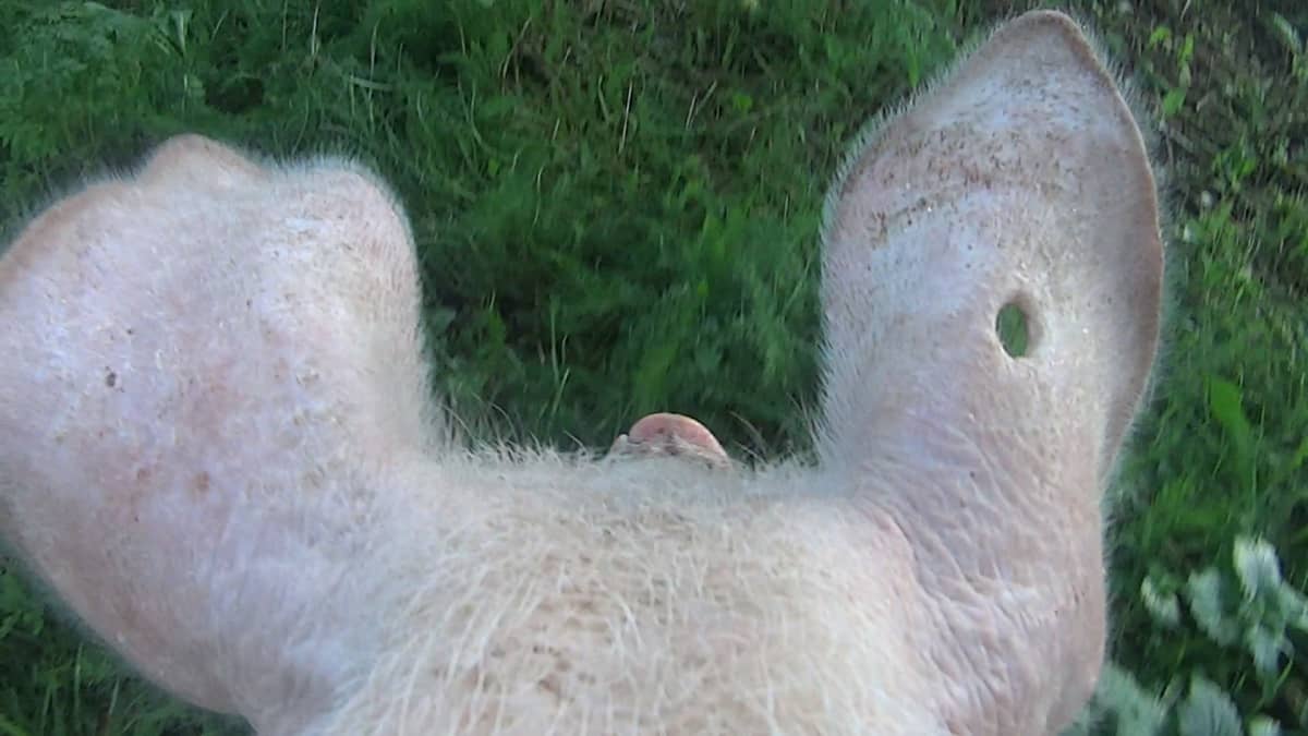Pysäytyskuva videoteoksesta. Näkymä sian pään takaa. Kuvassa sian korvat ja kärsänpää, joiden välistä pilkottaa vihreää ruohoa.