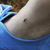 Hyttynen imee verta nilkasta