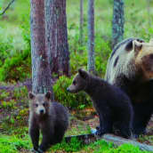 Karhuemo ja kaksi poikasta metsässä