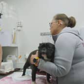 Tiineenä oleva ranskanbulldoggi seisoo eläinlääkärin tutkimuspöydällä. 